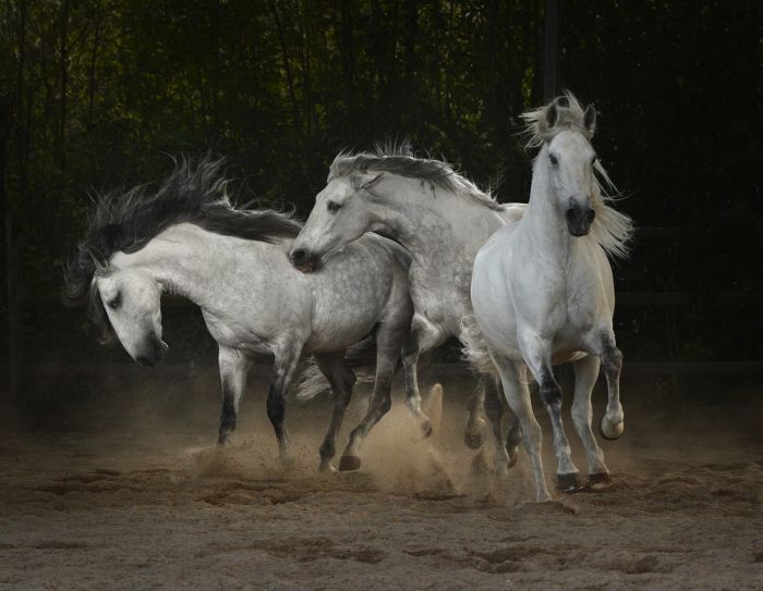 Dressage training with Lusitanos on Alcainca