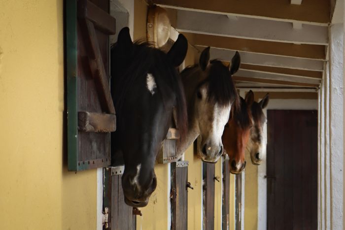 Dressage training with Lusitanos on Alcainca