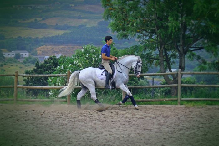 Dressage training with Lusitanos on Alcainca
