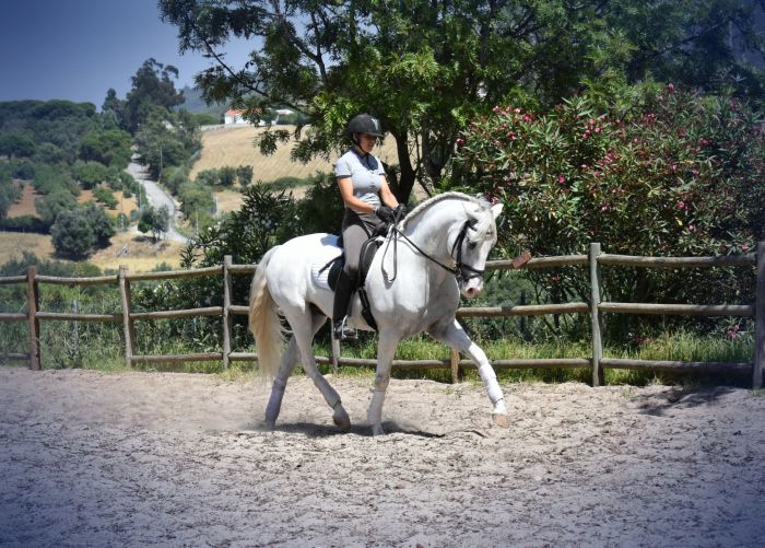 Dressage training with Lusitanos on Alcainca