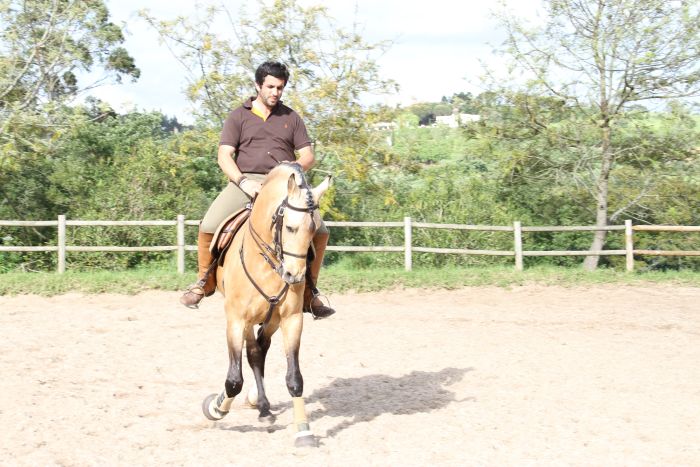 Dressage training with Lusitanos on Alcainca