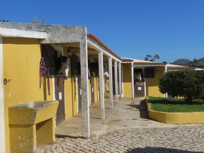 Dressage training with Lusitanos on Alcainca