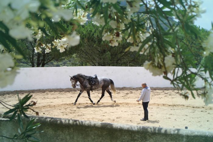 Dressage training with Lusitanos on Alcainca