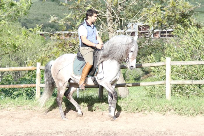Dressage training with Lusitanos on Alcainca
