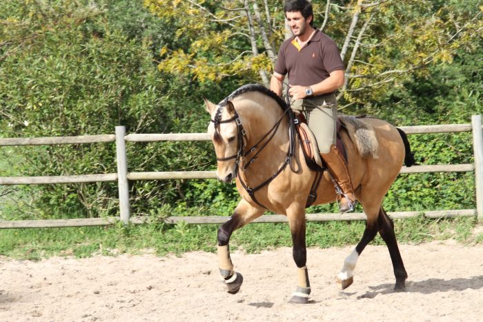 Dressage training with Lusitanos on Alcainca