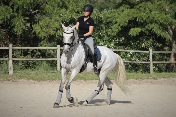Dressage training with Lusitanos on Alcainca