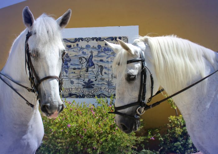 Dressage training with Lusitanos on Alcainca