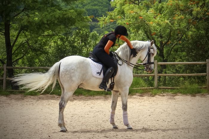 Dressage training with Lusitanos on Alcainca
