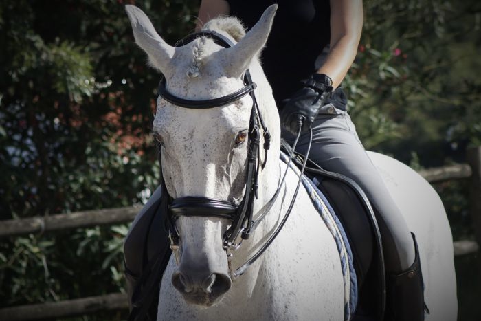 Dressage training with Lusitanos on Alcainca