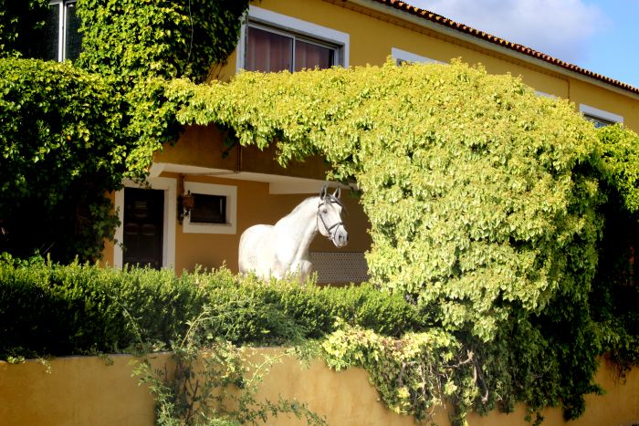 Dressage training with Lusitanos on Alcainca