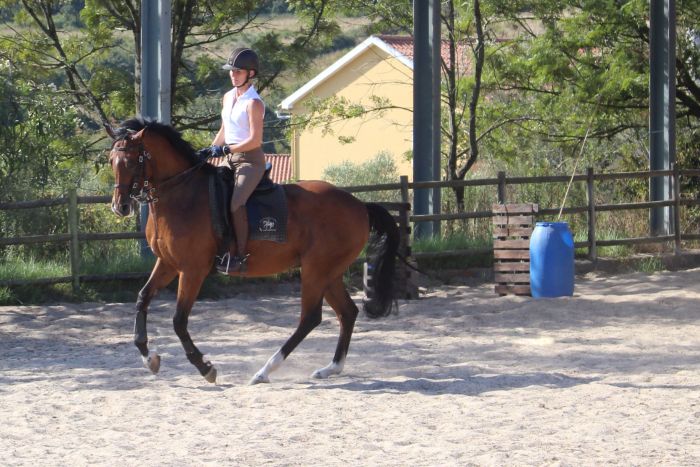 Dressage training with Lusitanos on Alcainca