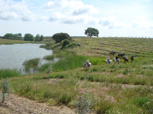 Ride with the King's Horses in Alentejo