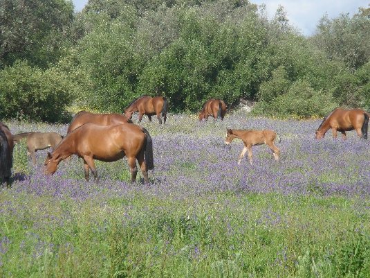 Ride with the King's Horses in Alentejo