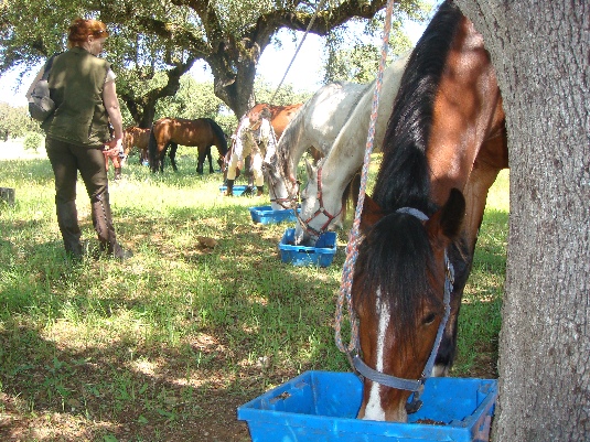 Ride with the King's Horses in Alentejo