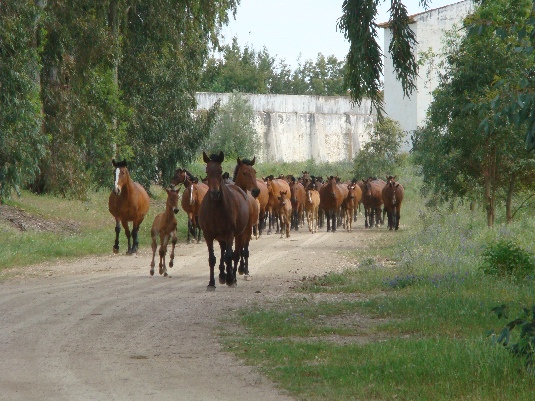 Ride with the King's Horses in Alentejo