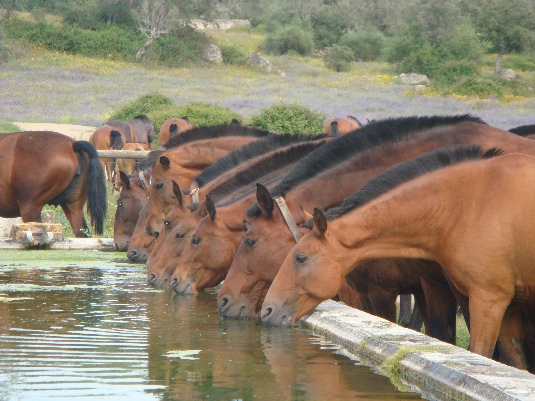 Ride with the King's Horses in Alentejo