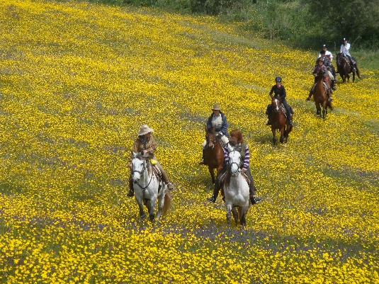 Ride with the King's Horses in Alentejo