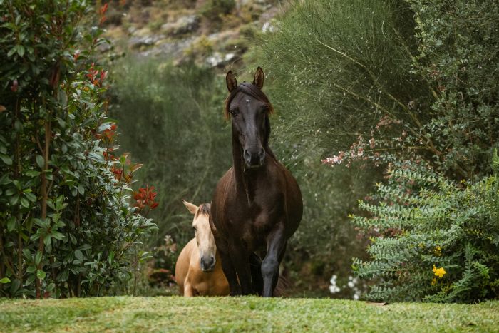 Comfort Trail at Serra d`Arga