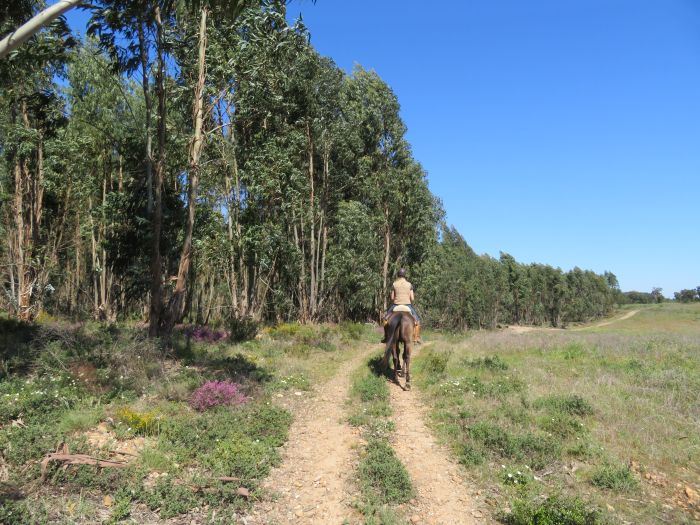 In the Country of the Lusitanos
