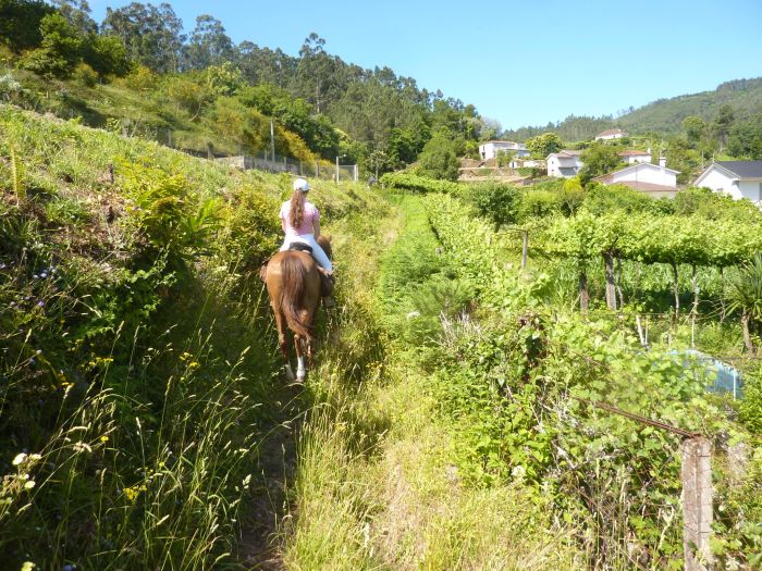 Wild horses adventure trail