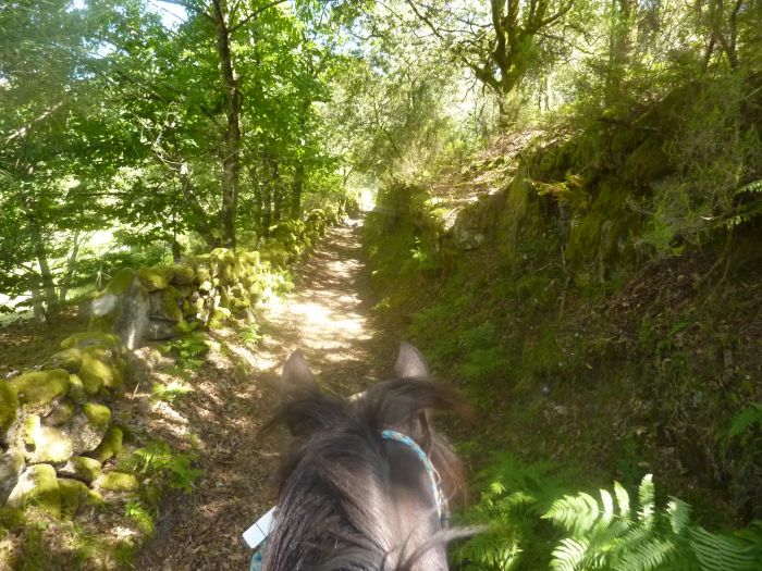 Wild horses adventure trail