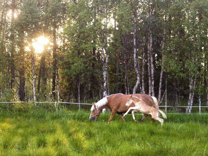 Lappish Wilderness &ndash; Horseback riding & archery in Finland
