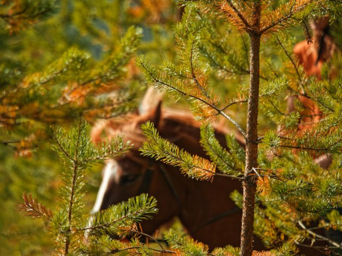 North Karelia's magic