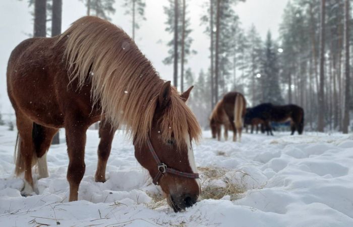 North Karelia's magic