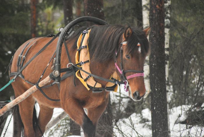 North Karelia's magic