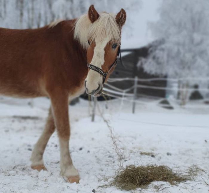 North Karelia's magic