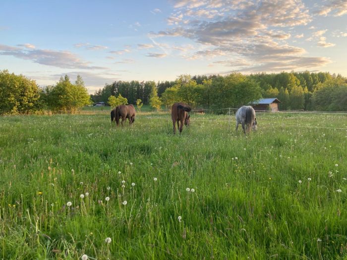 Riding and feel at Ease in the Saimaa Lake District