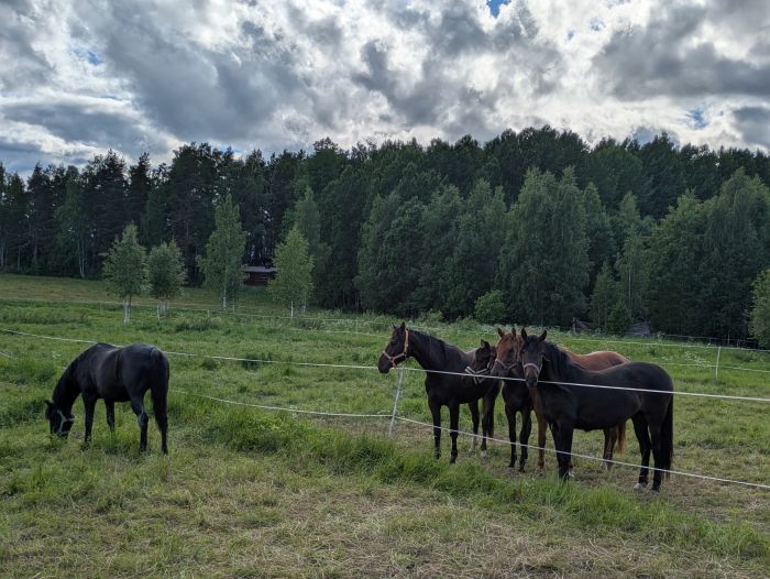 Riding and feel at Ease in the Saimaa Lake District