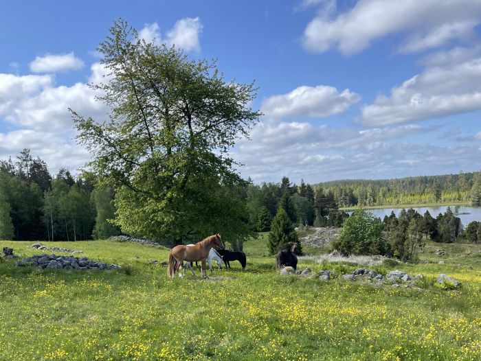 Active relaxation in southern Sweden