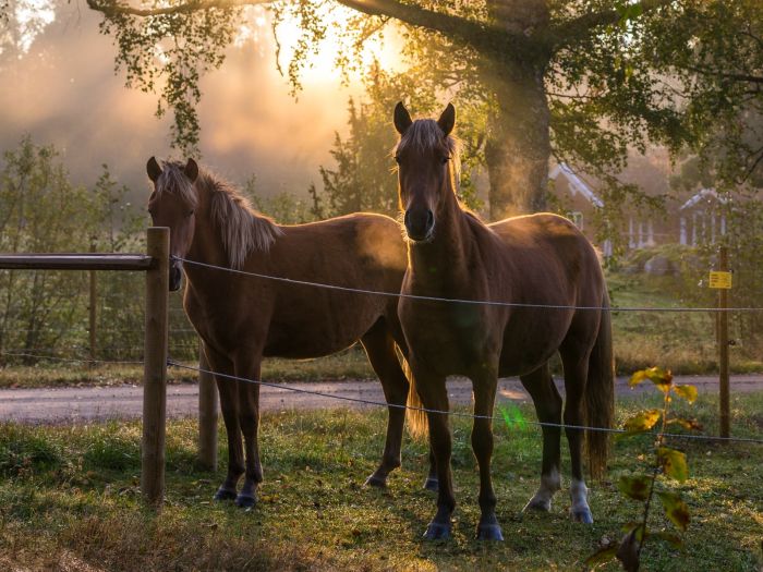Active relaxation in southern Sweden