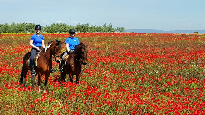 Intensive Dressage Program in Sevilla