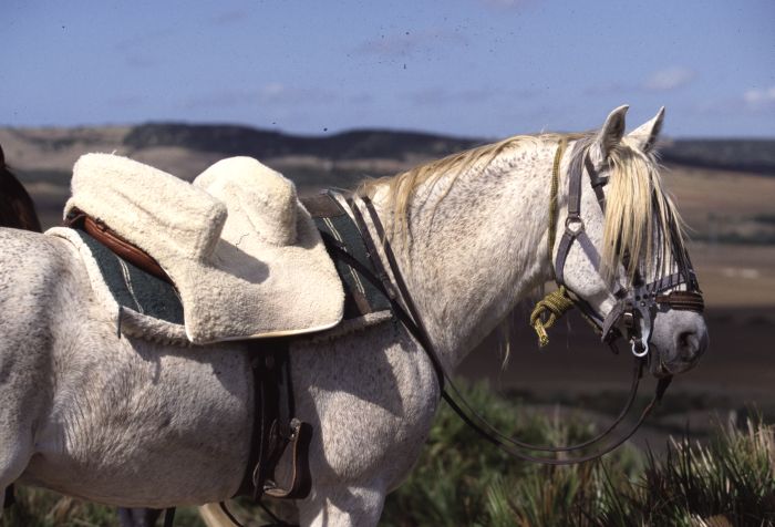 Rancho La Paz - Andalusian stud farm
