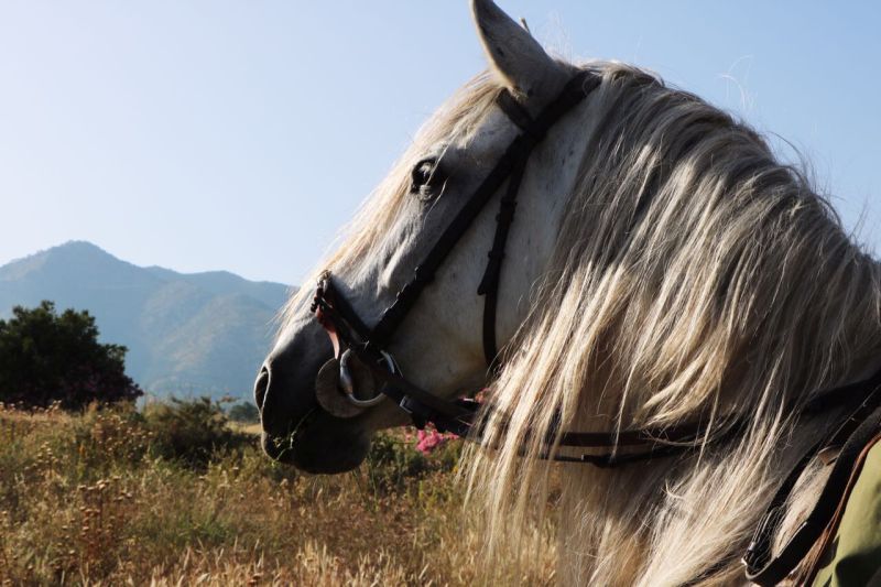 Rancho La Paz - Andalusian stud farm