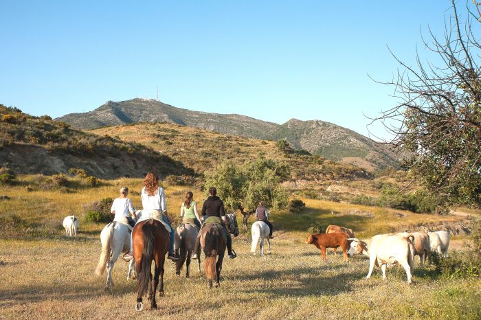Rancho La Paz - Andalusian stud farm