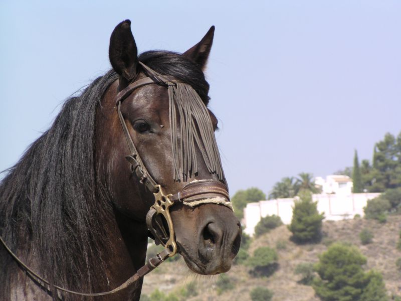 Rancho La Paz - Andalusian stud farm