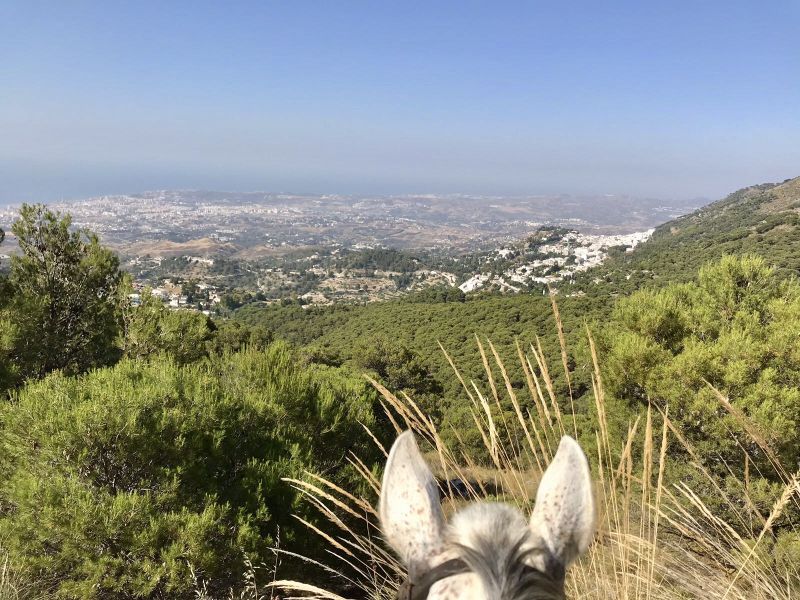 Rancho La Paz - Andalusian stud farm
