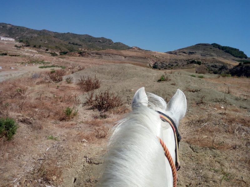 Rancho La Paz - Andalusian stud farm