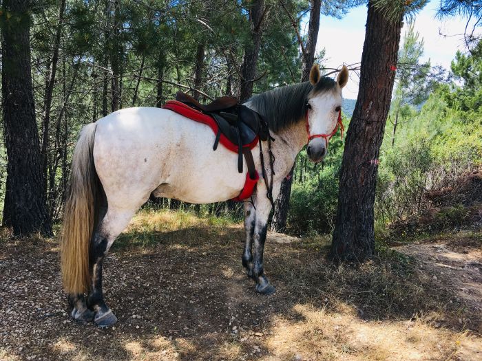 Conquistadores Trail Ride