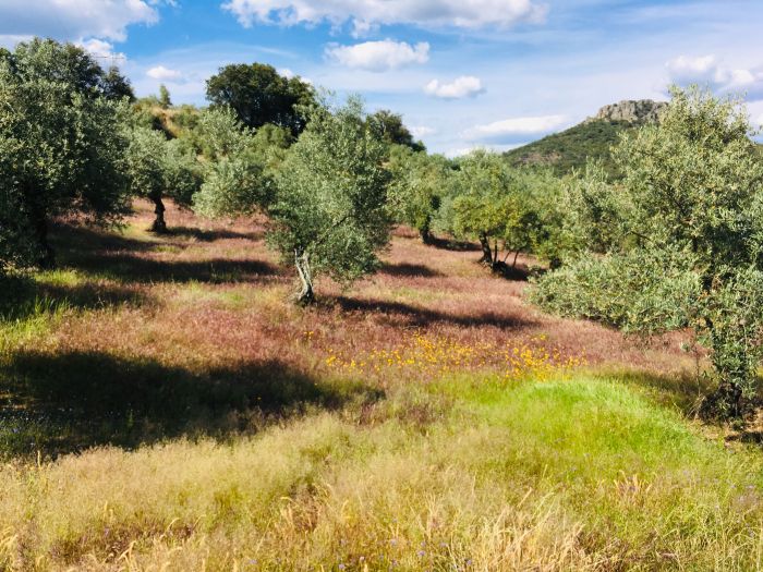 Conquistadores Trail Ride
