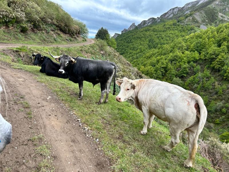 Cider Trail through Asturias