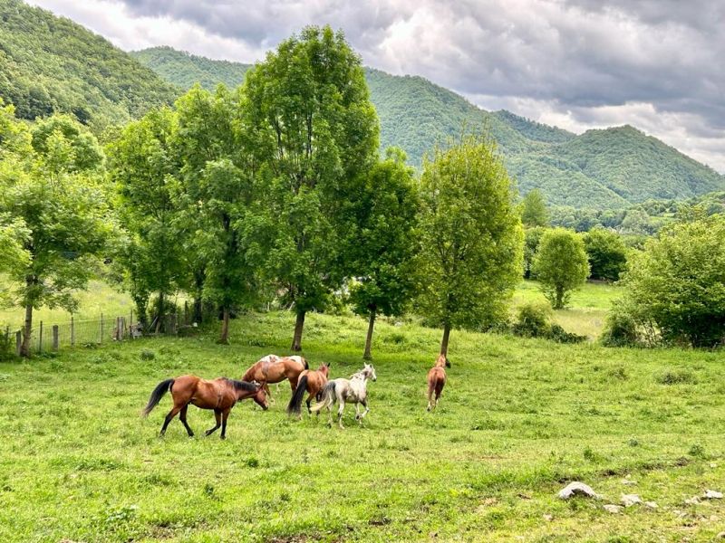 Cider Trail through Asturias