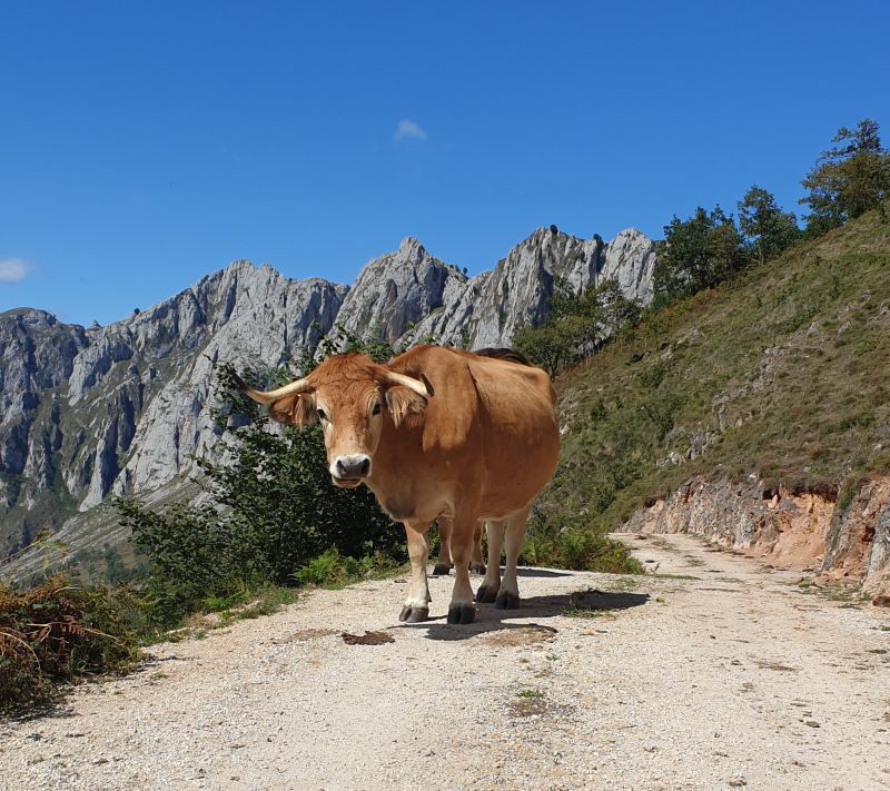 Cider Trail through Asturias