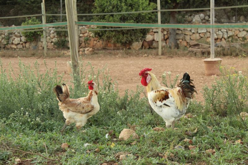 Finca Llevant: Mallorca in all its diversity
