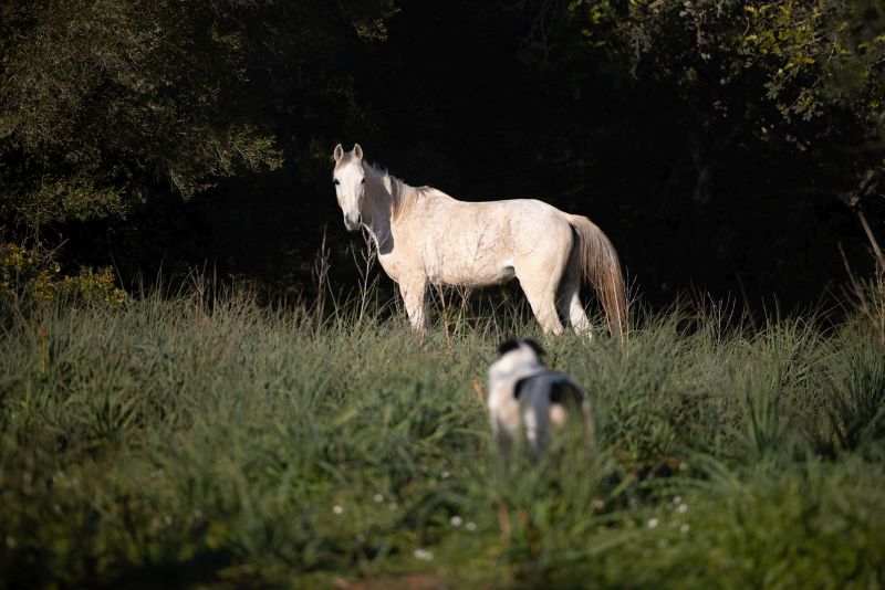 Finca Llevant: Mallorca in all its diversity