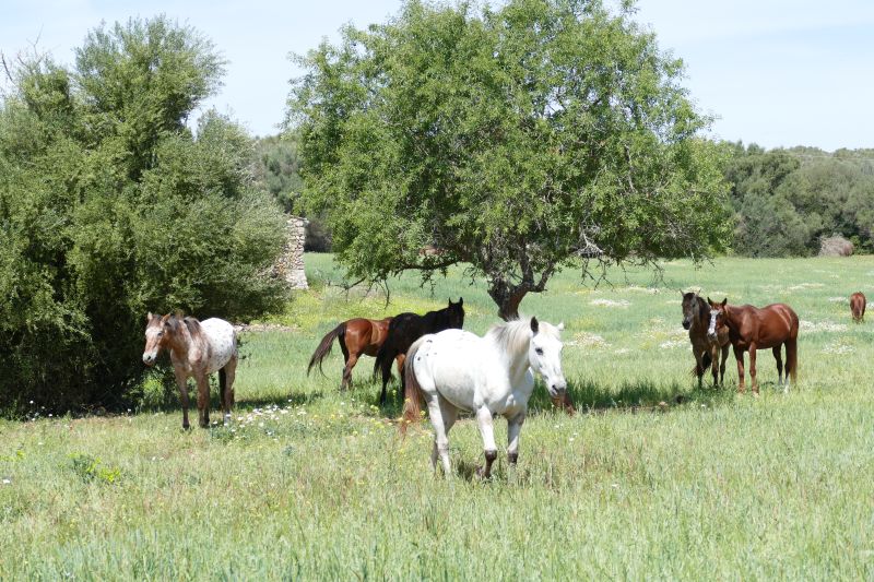 Finca Llevant: Mallorca in all its diversity
