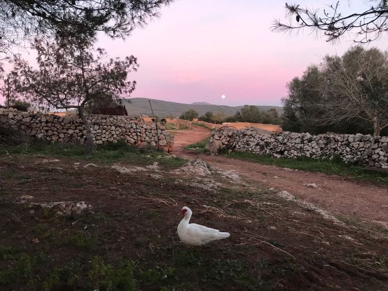 Finca Llevant: Mallorca in all its diversity